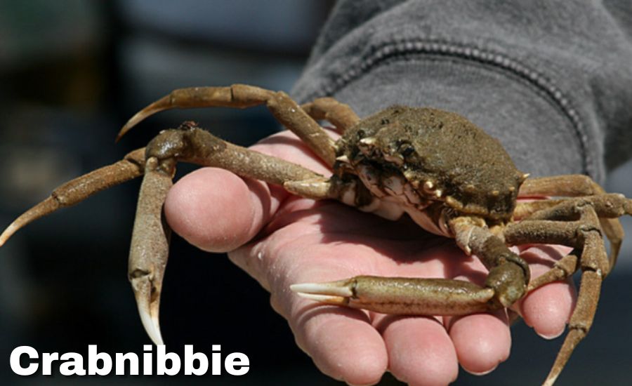 crabnibbie