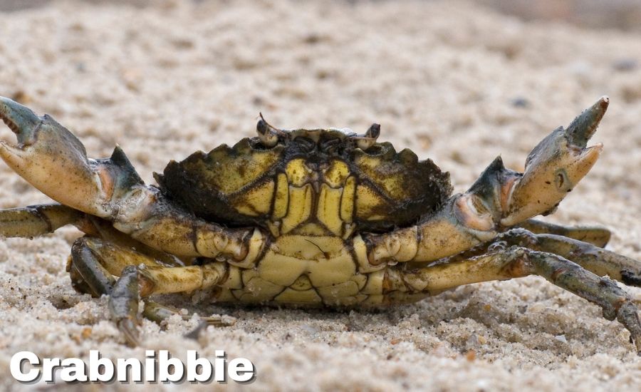 crabnibbie